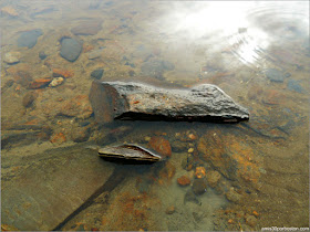 Almejas en el Lago Graham en Maine