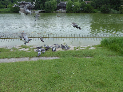 花博記念公園鶴見緑地 大池の鳩