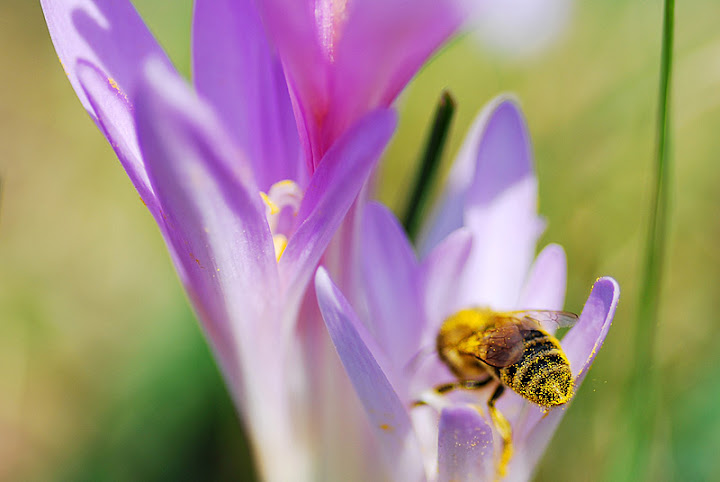 Macro picture of a little flower with purple petals