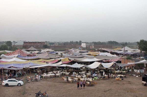 Animals to attract the customers for upcoming Eid-ul-Azha.