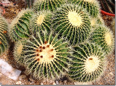 Cacti07-blog