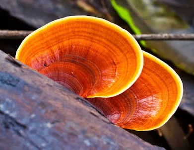 Ganoderma Mushroom Pure Culture Supplier Company in Albania