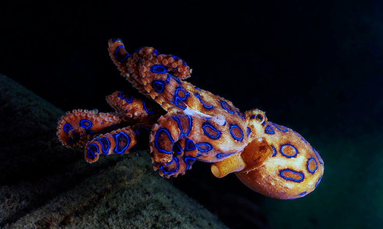 Are All Octopuses Venomous?