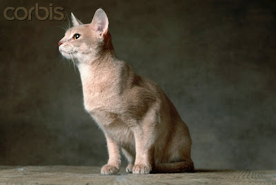 Fawn Abyssinian Cat for sale