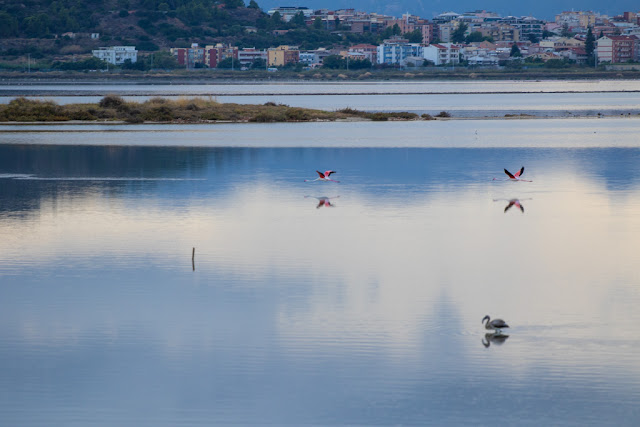 Fenicotteri al Parco naturale Molentargius-Saline-Cagliari-Cormorani