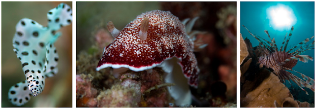 Pulau Tabila - Wisata Pulau Taliabu (Provinsi Maluku Utara)