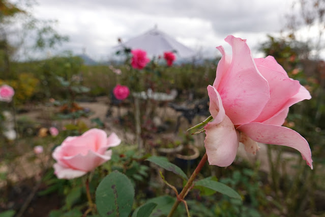 鳥取県米子市別所 こばやしバラ園 バラ（薔薇）