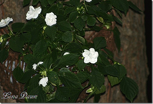 Night_Impatiens