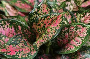 Merawat Aglaonema? Lakukan 7 Cara Ini Agar Indah dan Menawan