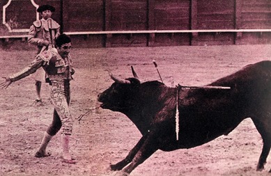 1973- Sevilla Galan Morcillero 530 Kg castaño retinto listón 001