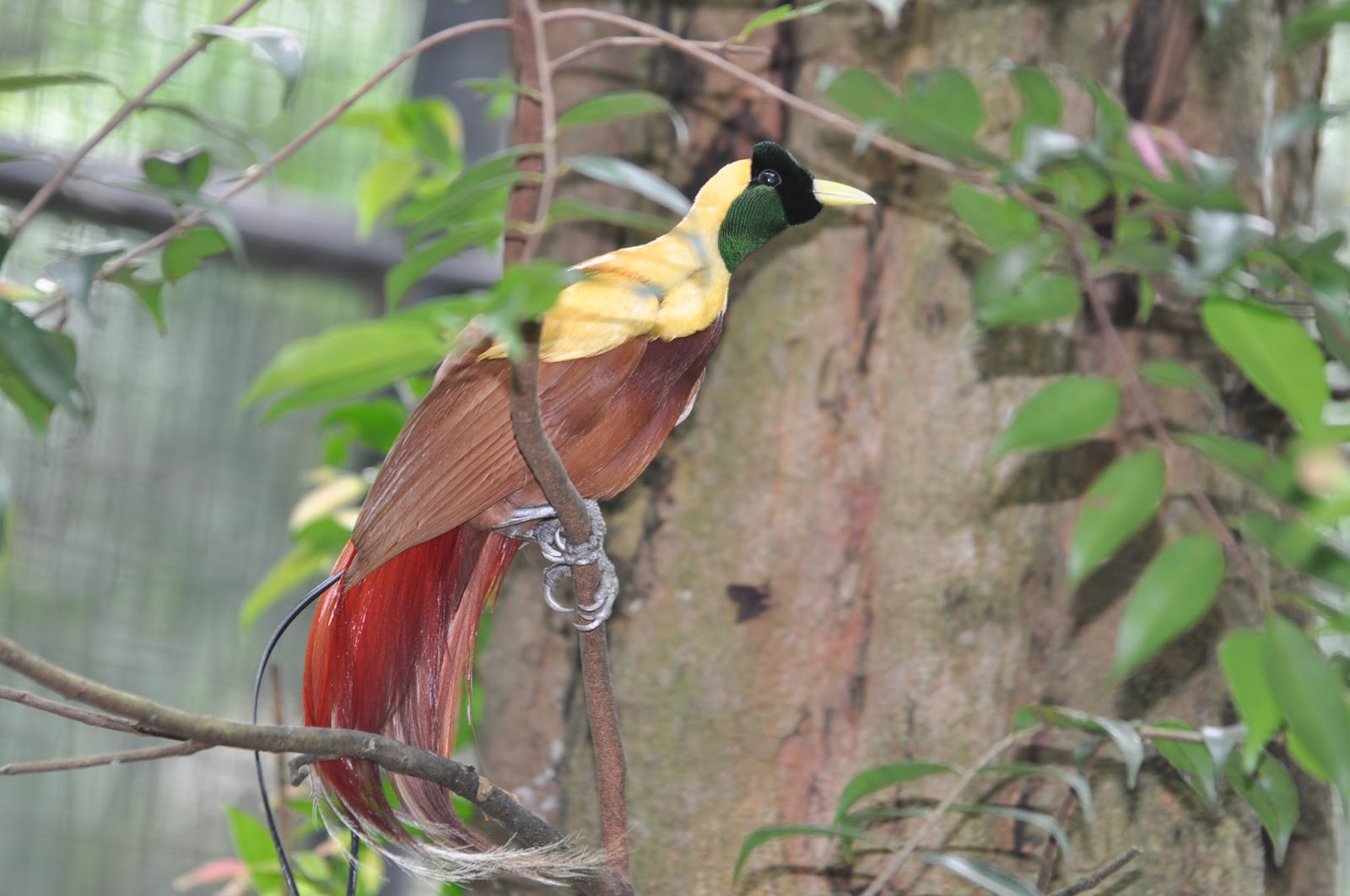  Gambar  Fauna  Land Kebun Binatang  Ancol Traveling Yuk Zoo 