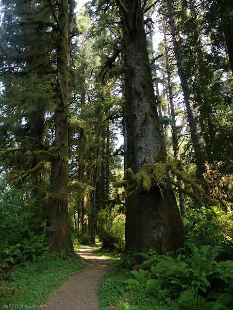 huge Sitka spruce