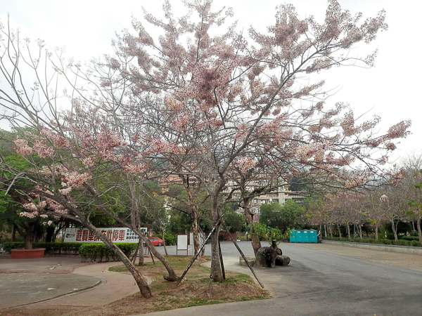 台南南化一貫道玉山寶光聖堂，數百棵粉紅花旗木盛開美不勝收