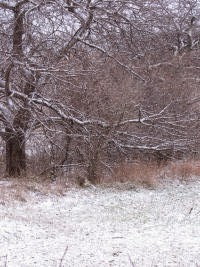 apple tree in snow