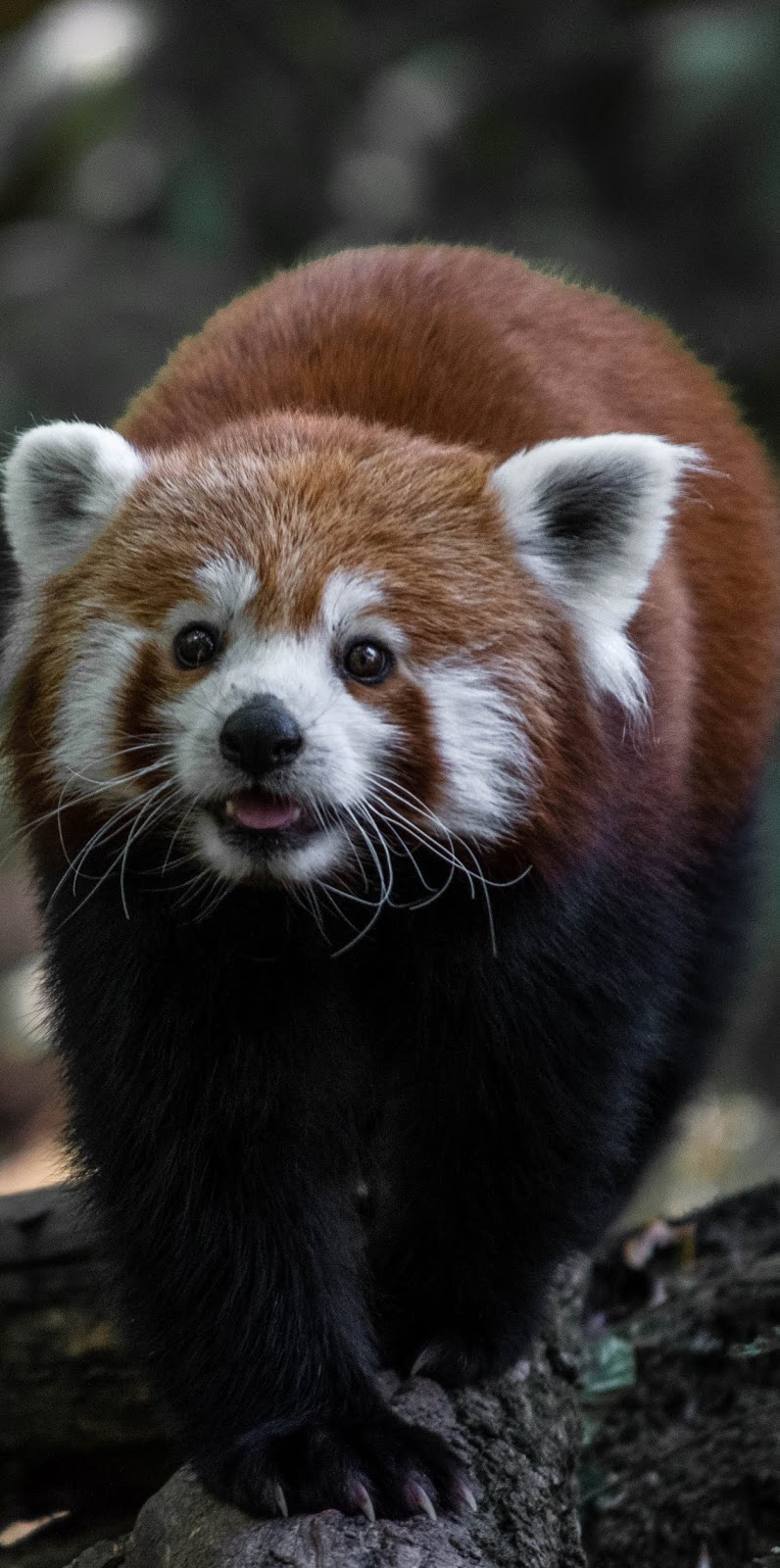 Picture of a cute red panda.