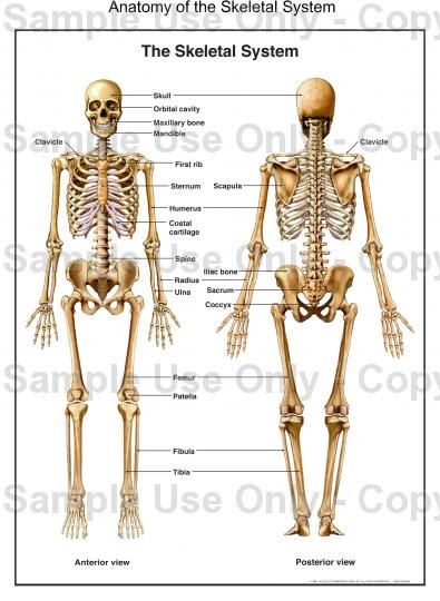 component that important for a physiotherapist to know is the skeletal -1.bp.blogspot.com