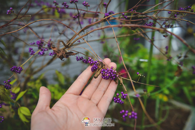 Real plant fruits in purple