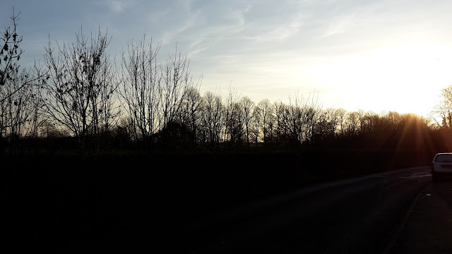 Project 365 2015 day 341 - Morning sunshine // 76sunflowers