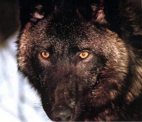 Black Wolf