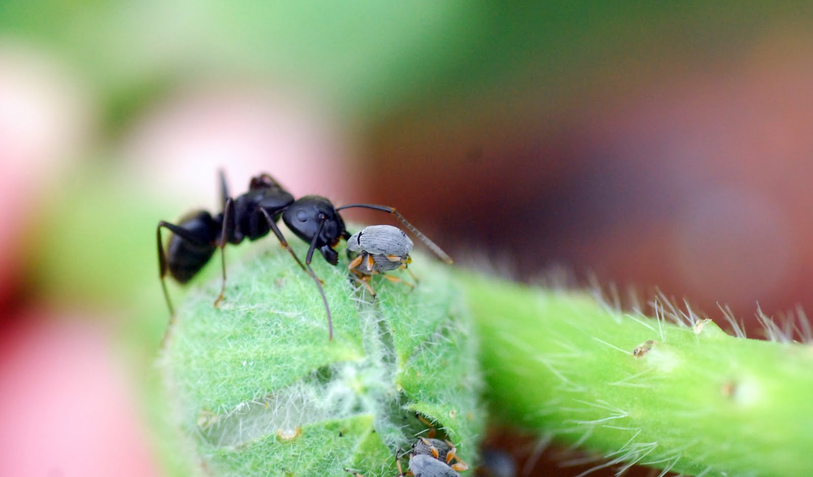 This large, black ant is