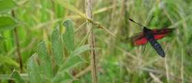 Zygaena trifolii en vuelo