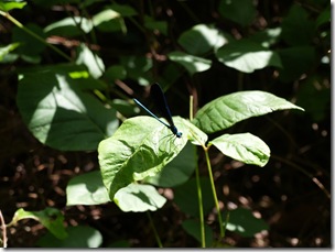 Insects were abundant in the forrest
