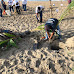 Participan acapulqueños y Gobierno Municipal en limpieza de playas