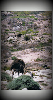 Strúsfûgel - Struisvogel - Struthio camelus