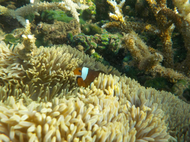 Wisata Internasional Taman Nasional Baluran Situbondo, Jawa Timur