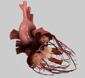 HeartWorks, corazones virtuales