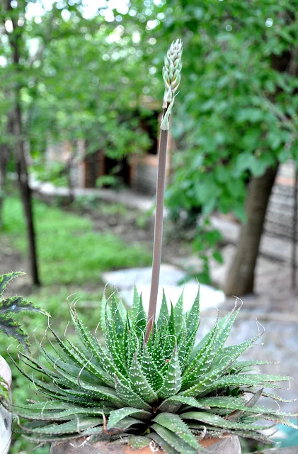 Aloe Variegata