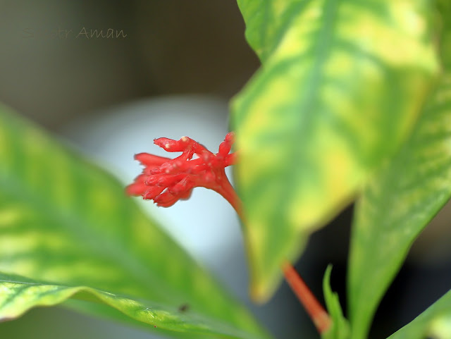 Rauwolfia serpentina