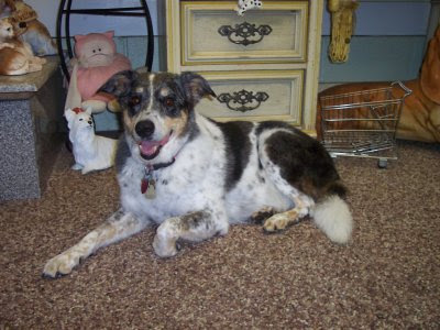 smooth coat (short hair, she weighs about 50 pounds) border collie who