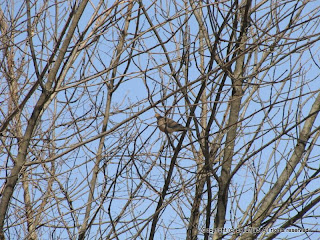 Mourning Dove