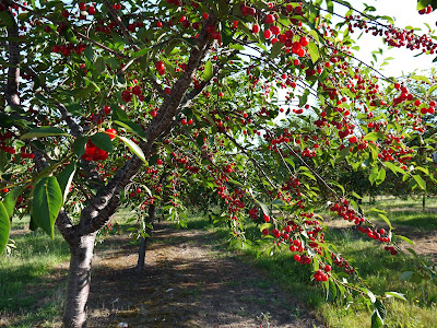 Kỹ thuật trồng cherry chuẩn quốc tế