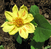 Yellow flower. Click for larger view. Photo by Bruce Spencer.