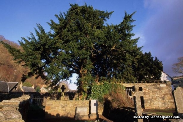 Fortingall Yew