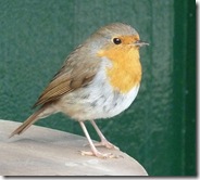 dunvegan robin