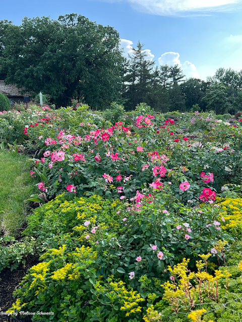 Roses explode in jubilance at the Virginia Clemens Rose Garden.