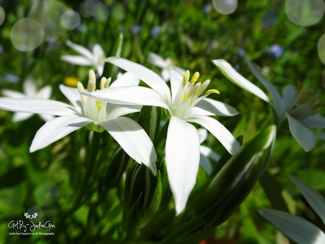 Ornithogalum umbellatum