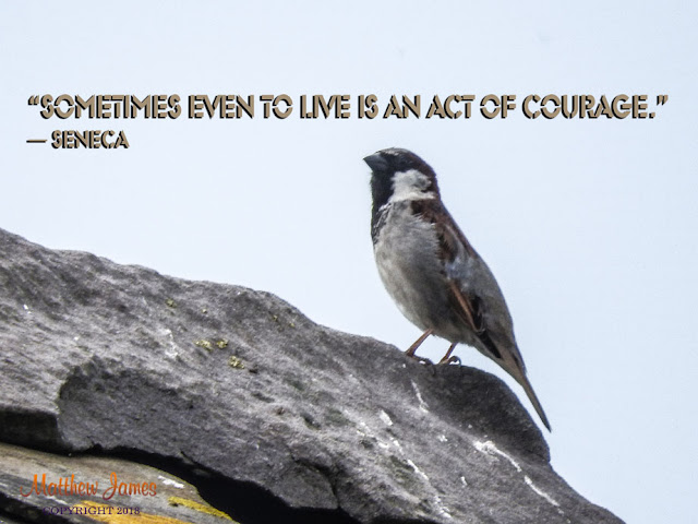 “Sometimes even to live is an act of courage.” ― Seneca