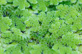 Azolla microphylla