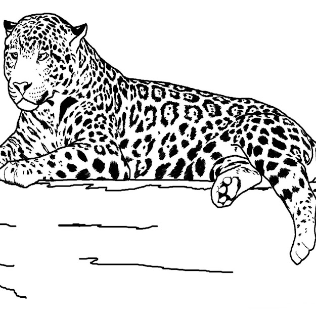 Realistic Animals Coloring Pages Printable Realistic Animals Coloring Pages  Free Realistic Animals Coloring Pages