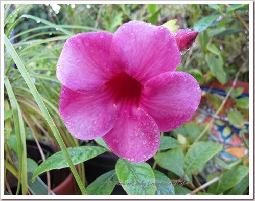 01-06-alamanda2