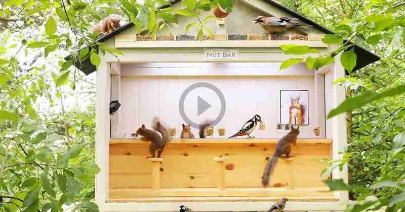 Video for Cats to Watch -  Hang out with Squirrels and Birds
