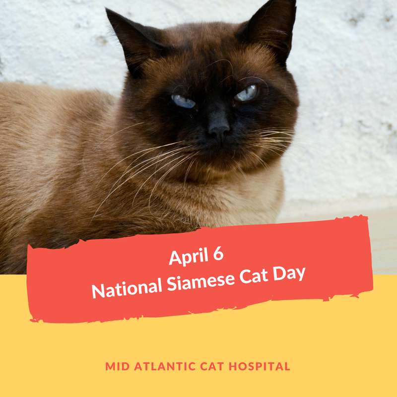 National Siamese Cat Day Wishes Images