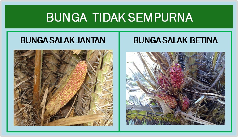 GAMBAR & MACAM-JENIS BUNGA-BAGIAN BUNGA & FUNGSINYA 