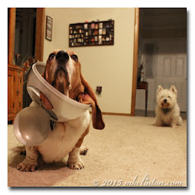 Basset with garbage can lid on his head as Westie watches