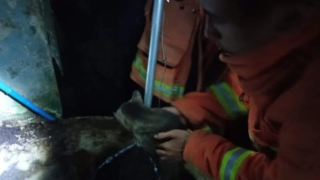 Damkar Payakumbuh Selamatkan Nyawa Kucing Yang Masuk Sumur