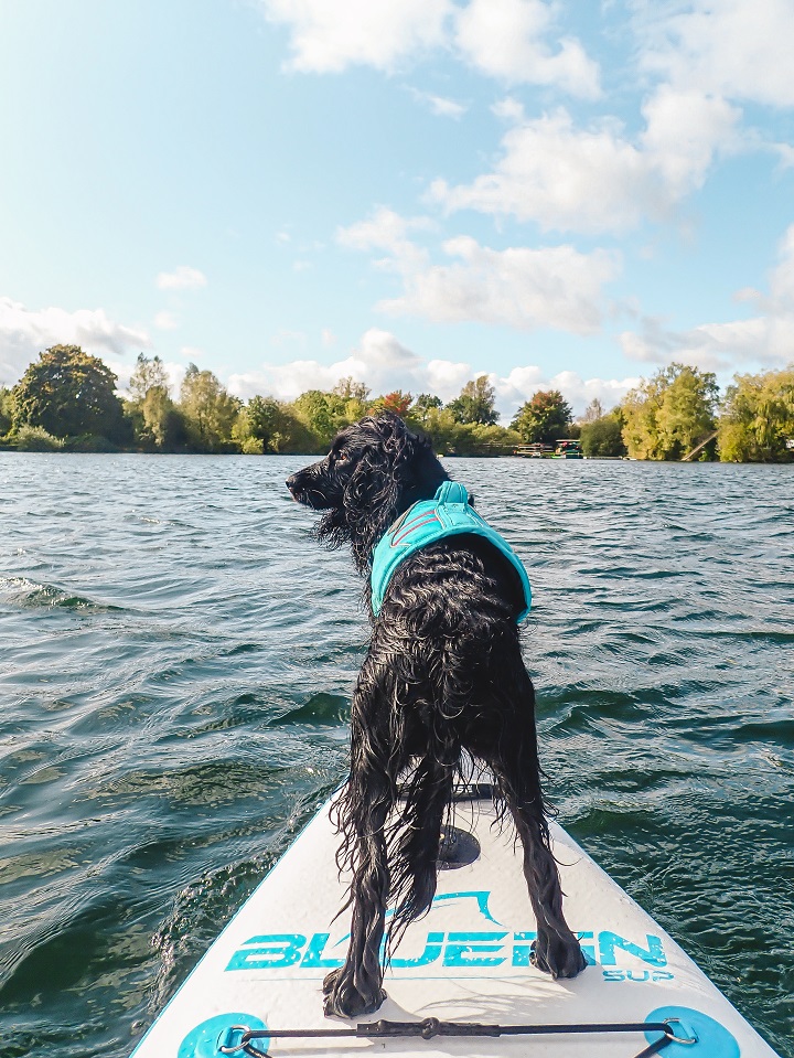 The Complete Guide to Paddle Boarding with Dogs